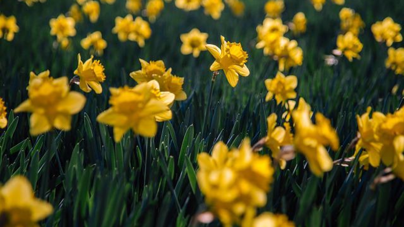 daffodils-g7124dbcb2_640